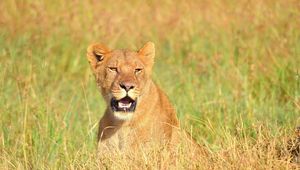 Preview wallpaper lion, face, mouth open, grass, predator