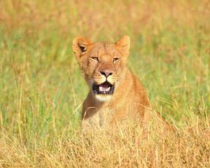 Preview wallpaper lion, face, mouth open, grass, predator