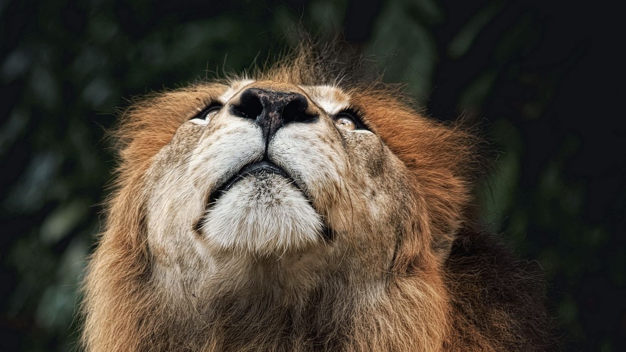 Wallpaper lion, face, nose, looking upwards