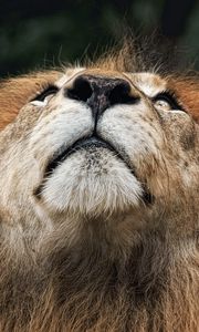 Preview wallpaper lion, face, nose, looking upwards