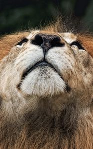 Preview wallpaper lion, face, nose, looking upwards