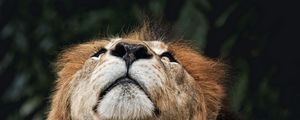 Preview wallpaper lion, face, nose, looking upwards