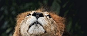 Preview wallpaper lion, face, nose, looking upwards