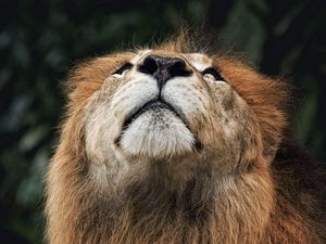 Preview wallpaper lion, face, nose, looking upwards