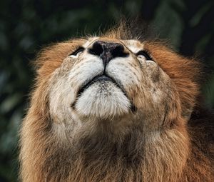Preview wallpaper lion, face, nose, looking upwards