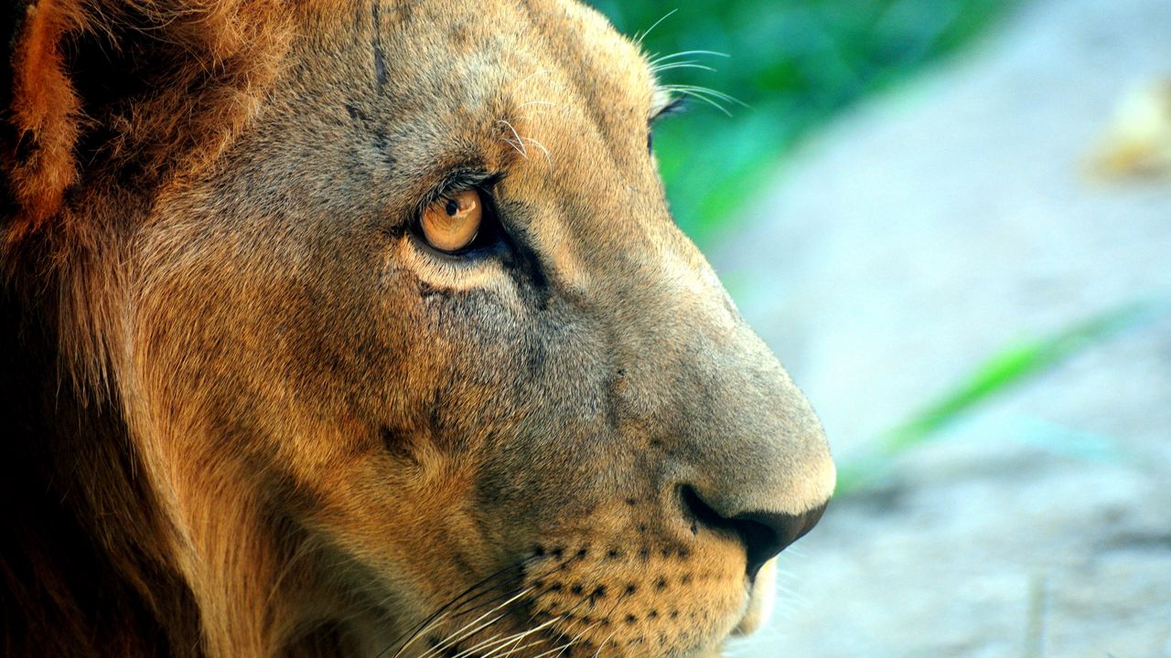 Wallpaper lion, face, predator, eyes, big cat
