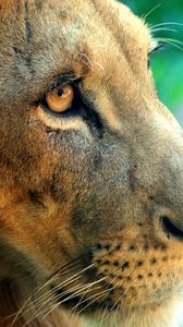 Preview wallpaper lion, face, predator, eyes, big cat