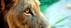 Preview wallpaper lion, face, predator, eyes, big cat