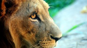 Preview wallpaper lion, face, predator, eyes, big cat
