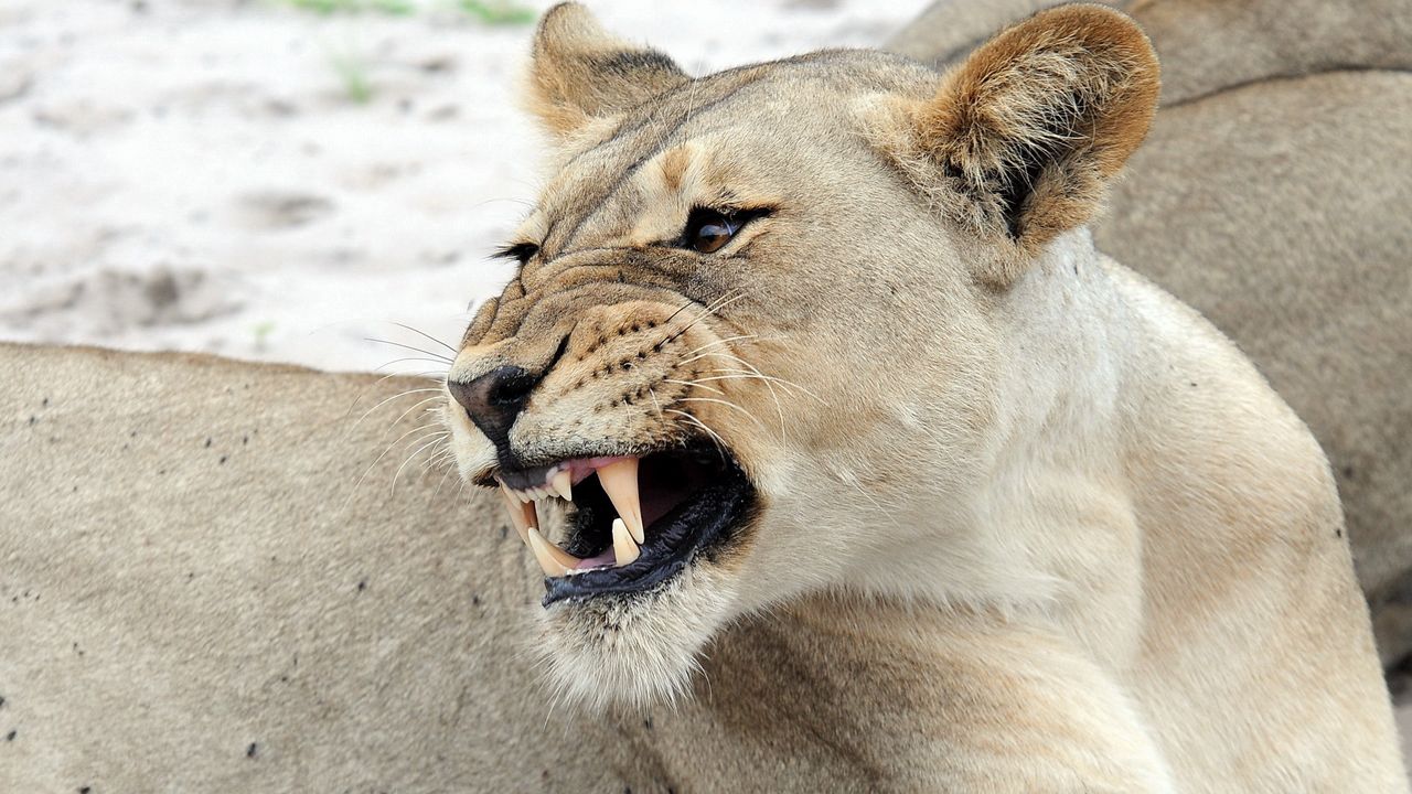 Wallpaper lion, face, predator