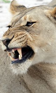 Preview wallpaper lion, face, predator