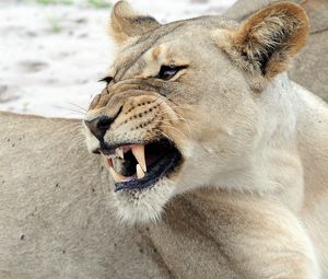 Preview wallpaper lion, face, predator