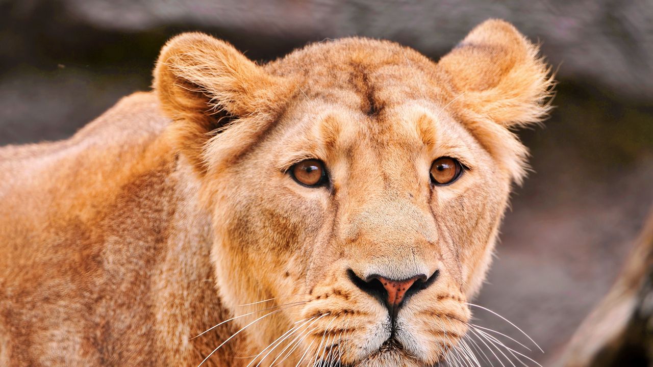 Wallpaper lion, face, predator, big cat
