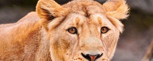Preview wallpaper lion, face, predator, big cat