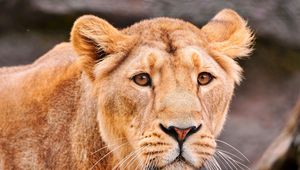 Preview wallpaper lion, face, predator, big cat