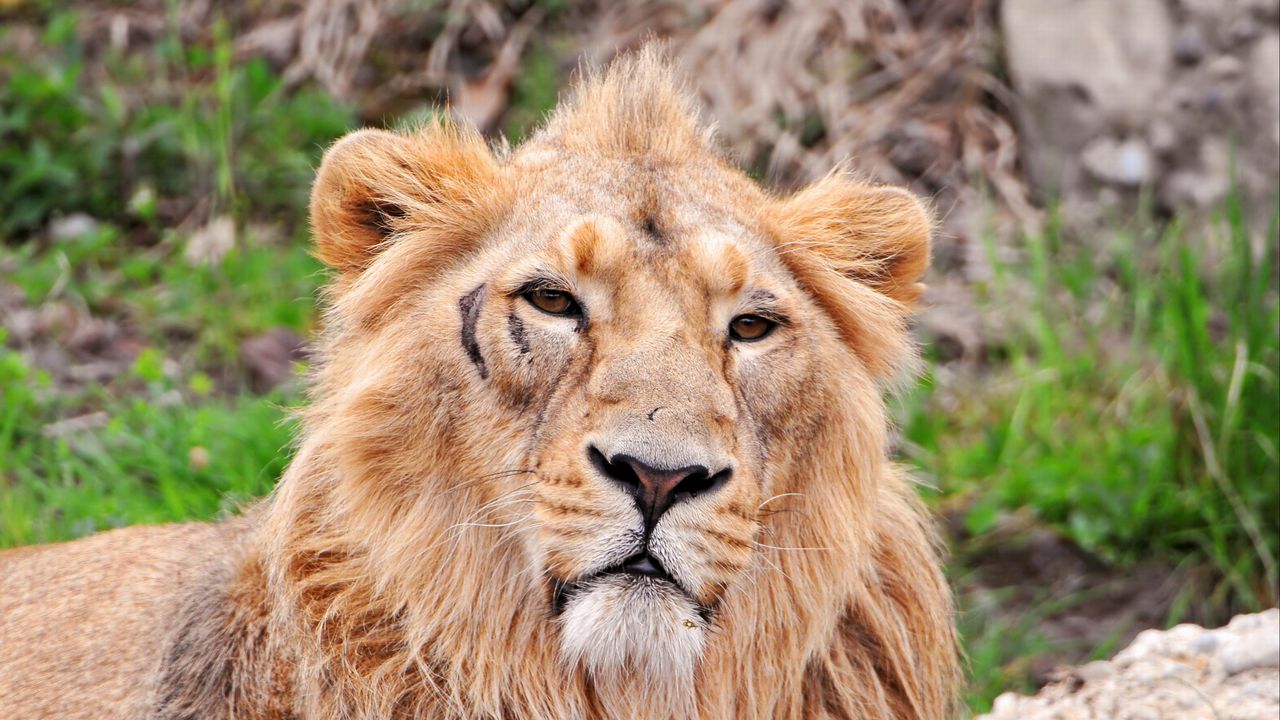 Wallpaper lion, face, predators, big cat