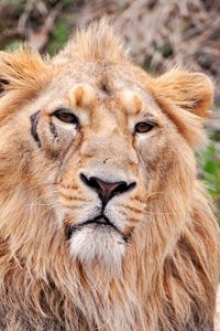 Preview wallpaper lion, face, predators, big cat
