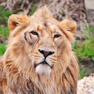 Preview wallpaper lion, face, predators, big cat