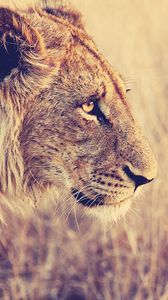 Preview wallpaper lion, face, profile, grass, big cat, predator