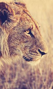 Preview wallpaper lion, face, profile, grass, big cat, predator