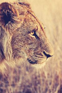 Preview wallpaper lion, face, profile, grass, big cat, predator