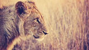 Preview wallpaper lion, face, profile, grass, big cat, predator