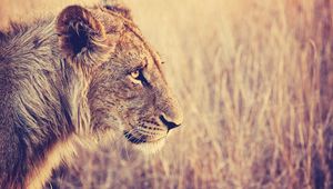 Preview wallpaper lion, face, profile, grass, big cat, predator