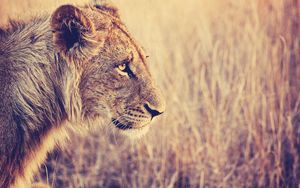 Preview wallpaper lion, face, profile, grass, big cat, predator