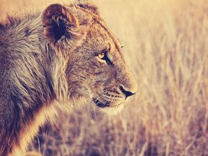 Preview wallpaper lion, face, profile, grass, big cat, predator