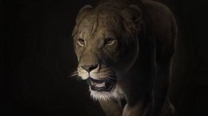 Preview wallpaper lion, face, shadow, dark, predator, big cat