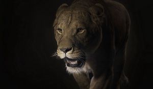 Preview wallpaper lion, face, shadow, dark, predator, big cat