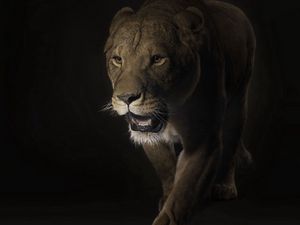 Preview wallpaper lion, face, shadow, dark, predator, big cat