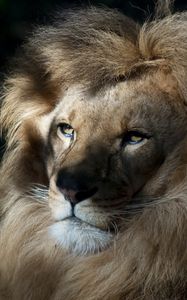 Preview wallpaper lion, face, shadow, mane, predator