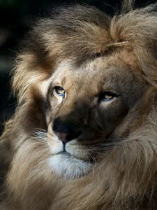 Preview wallpaper lion, face, shadow, mane, predator