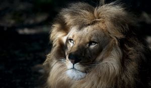 Preview wallpaper lion, face, shadow, mane, predator