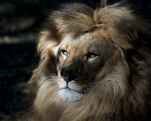 Preview wallpaper lion, face, shadow, mane, predator