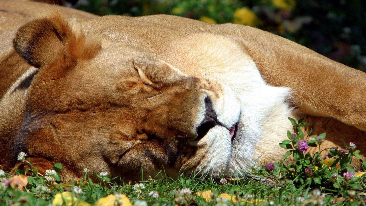 Wallpaper lion, face, sleep, sleeping, big cat