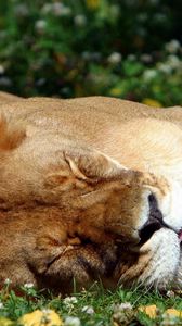 Preview wallpaper lion, face, sleep, sleeping, big cat