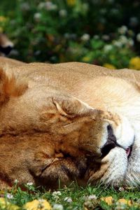 Preview wallpaper lion, face, sleep, sleeping, big cat