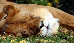 Preview wallpaper lion, face, sleep, sleeping, big cat