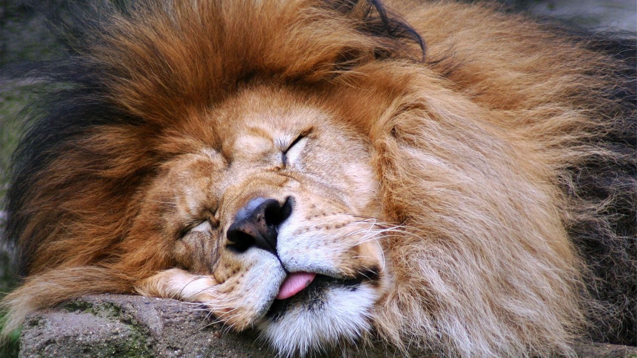 Wallpaper lion, face, sleep, tongue, mane, predator, big cat