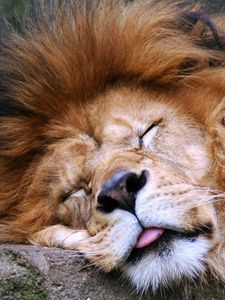 Preview wallpaper lion, face, sleep, tongue, mane, predator, big cat