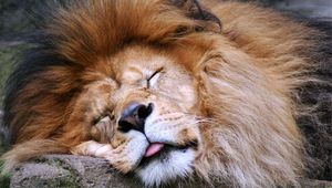 Preview wallpaper lion, face, sleep, tongue, mane, predator, big cat