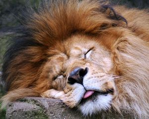 Preview wallpaper lion, face, sleep, tongue, mane, predator, big cat