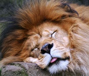 Preview wallpaper lion, face, sleep, tongue, mane, predator, big cat