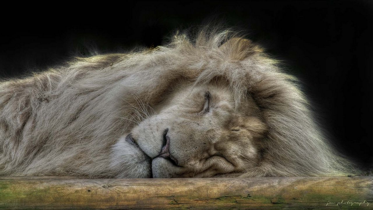 Wallpaper lion, face, sleep, furry, big cat, predator