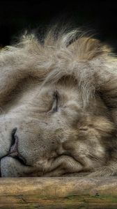 Preview wallpaper lion, face, sleep, furry, big cat, predator