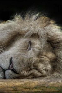 Preview wallpaper lion, face, sleep, furry, big cat, predator