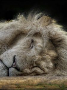 Preview wallpaper lion, face, sleep, furry, big cat, predator