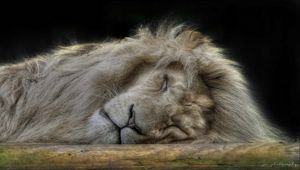 Preview wallpaper lion, face, sleep, furry, big cat, predator